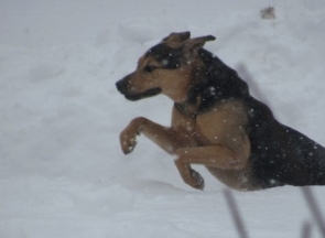 Counseling and Psychotherapy Services for the North Shore and Chicagoland